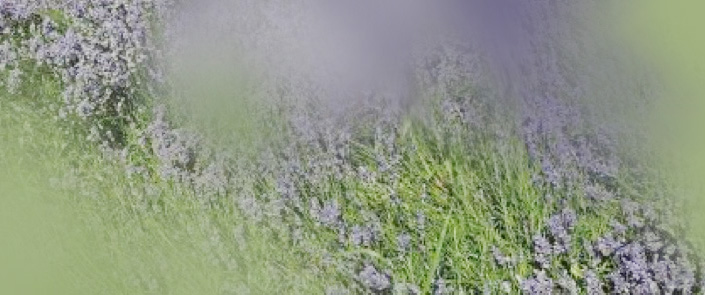 Lavendel Thurgau